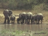 elefant_006