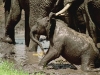 elefant_011