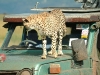 lofty_tours_geparden_safari_04