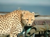 lofty_tours_geparden_safari_08