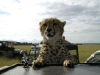 lofty_tours_geparden_safari_09