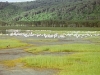 comp_qd0021001
