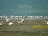comp_qd0021012