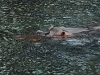 comp_dsc_0019-1