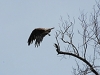 comp_dsc_0025