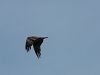 comp_dsc_0028
