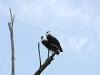 comp_dsc_0029