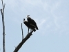 comp_dsc_0030