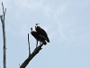 comp_dsc_0031