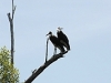 comp_dsc_0032