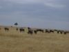 comp_dsc03253