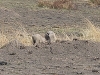 comp_dsc03301