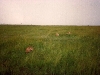 comp_masai-mara-fig-tree-camp-may-1989-www-lofty-tours-com0016