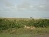 comp_dsc02656