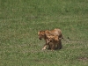 comp_simbas