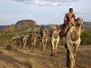 comp_ol-malo-camels