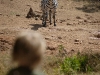 comp_zebra-at-waterholde-acacia-house