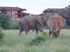 comp_elephants-3