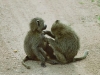 lofty_tours_kenia_tierwelt_1