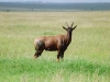 lofty_tours_kenia_tierwelt_10
