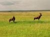 lofty_tours_kenia_tierwelt_11
