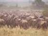 lofty_tours_kenia_tierwelt_12