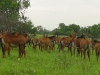 lofty_tours_kenia_tierwelt_13