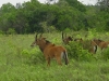 lofty_tours_kenia_tierwelt_14