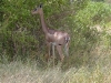 lofty_tours_kenia_tierwelt_15