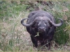 lofty_tours_kenia_tierwelt_16