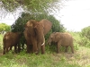 lofty_tours_kenia_tierwelt_17