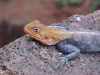 lofty_tours_kenia_tierwelt_18