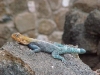 lofty_tours_kenia_tierwelt_19