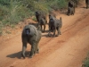 lofty_tours_kenia_tierwelt_2