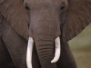 lofty_tours_kenia_tierwelt_20