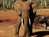 lofty_tours_kenia_tierwelt_21