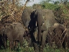 lofty_tours_kenia_tierwelt_22