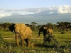 lofty_tours_kenia_tierwelt_23