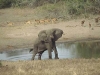 lofty_tours_kenia_tierwelt_24