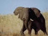 lofty_tours_kenia_tierwelt_26