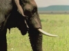 lofty_tours_kenia_tierwelt_27