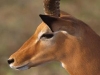 lofty_tours_kenia_tierwelt_5