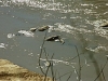 comp_qd0031002