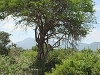comp_tsavo-east-lepard-www-lofty-tours-com
