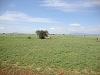 comp_tsavo-east-lion-www-lofty-tours-com-8