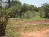 comp_tsavo-east-www-lofty-tours-com-4