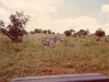 comp_tsavo-salt-lick-safri-mit-muehlheimer-19930001