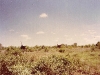 comp_tsavo-salt-lick-safri-mit-muehlheimer-19930008