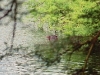 comp_qd0001004
