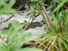 comp_qd0001012